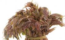 ?香椿芽的功效與作用 香椿的食用方法