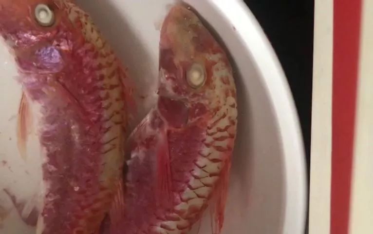 無良商販用色素給三蘇紅魚上色,用手輕輕一摸,手還會被染紅