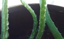 孕期的飲食禁忌 避免吃到不利于胎兒發育的食物