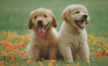 ?狗假孕有奶了怎么辦 狗假孕有什么癥狀