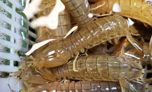 皮皮蝦蒸久了肉都沒了 蒸皮皮蝦多長時間