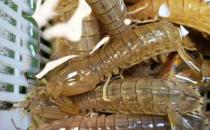 ?皮皮蝦蒸久了肉都沒了 蒸皮皮蝦多長時間