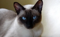 牛蛙價(jià)格最新市場價(jià)格