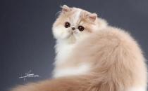 牛蛙價(jià)格最新市場價(jià)格