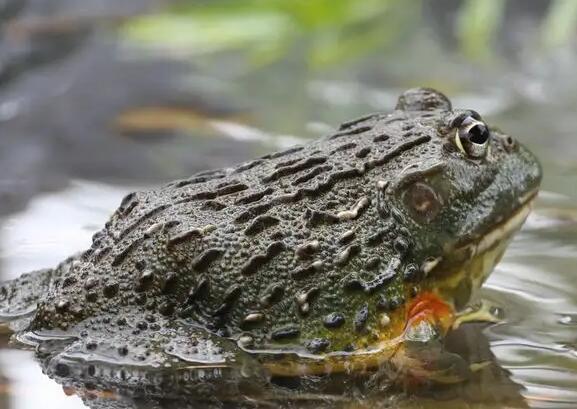 牛蛙價(jià)格最新市場價(jià)格