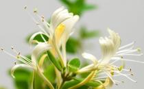 牛蛙價(jià)格最新市場價(jià)格