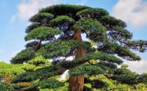 牛蛙價(jià)格最新市場價(jià)格