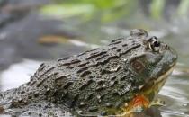 牛蛙價(jià)格最新市場價(jià)格